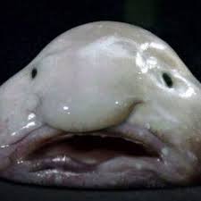Image result for ugly fish