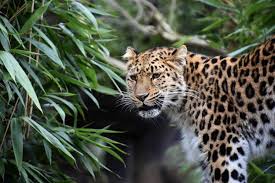 leopard facts panthera pardus
