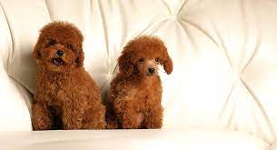 red toy poodle all about this