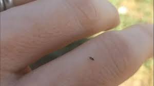 The Tiny Black Bug With A Huge Bite