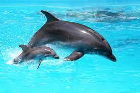 free dolphin images