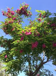 Alberi da giardino grandi o piccoli? I Bellissimi Fiori Rosa Dell Acacia Casque Rouge