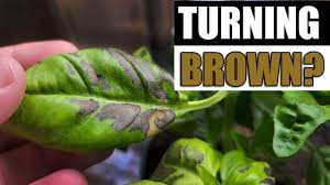 why basil leaves turn brown garden