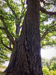 Like An Oak Tree Considering Pathways For Intellectual