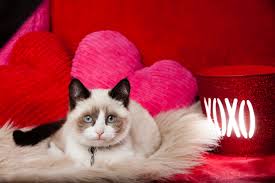No need to register, buy now! 46 Valentine Kitten Wallpaper On Wallpapersafari