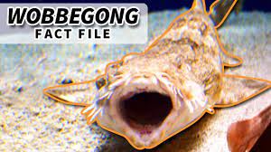wobng facts the carpet shark