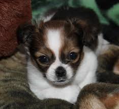 Also known as shichi, this dog is a crossbreed from the shih tzu and chihuahua and has just as much confidence as it does cuteness. Chihuahua Shih Tzu Mix Puppy For Sale Petsidi