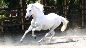 white horse wallpapers