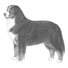 Bernese Mountain Dog Dog Breed Information