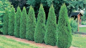 These trees prefer moisture in the air and soil. Emerald Green Arborvitae Tree Plant Care Growing Guide