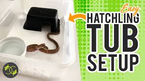 hatchling snake enclosure tub
