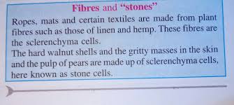 Unlike simple permanent cells which look the same and are made up of one type of cells, complex permanent tissues are made up of more than one type of cells. What Is Stone Cell Brainly In