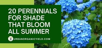 July to early fall height/spread: 20 Perennials For Shade That Bloom All Summer With Pictures