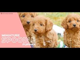 mini spoodle puppies you