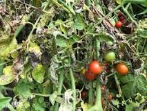Image result for Tomato Plant Diseases