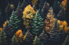 forest wallpaper images free