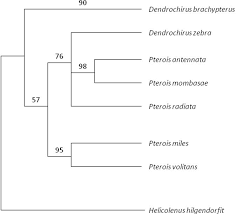 Pterois Volitans Classification