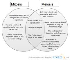 Venn Diagram Of Mitosis Vs Meiosis Sada Margarethaydon Com