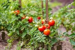 What month do you plant tomatoes?