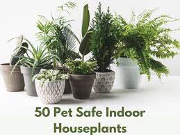 50 Pet Safe Indoor Houseplants