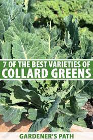 7 of the best collard green cultivars
