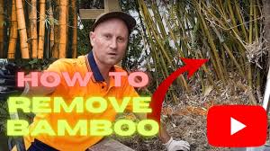 how to remove bamboo roots from the