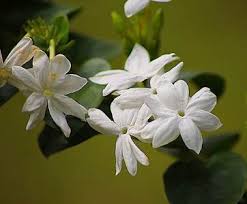 26 types of white flowers with