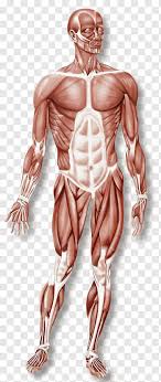 Human Muscular System Illustration Muscle Anatomy Human
