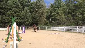 Free for commercial use no attribution required high quality images. Buckskin Jumping Youtube