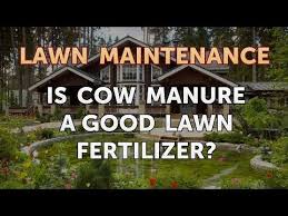 is cow manure a good lawn fertilizer