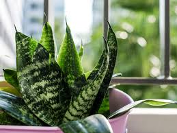 Snake Plant Benefits Types Cautions