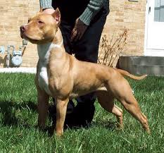 Both the american pit bull terrier and the staffordshire bull terriers are very energetic and require daily exercise to help them burn their energy. American Pit Bull Vs America Staffordshire Terriers And American Bully S Raising A Pit Bull