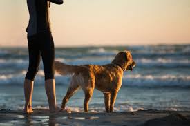 dog friendly beaches in west michigan