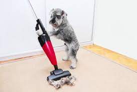cleaning dog hair out of the carpet