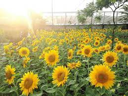 Simak yuk cara menanam bunga matahari yang simpel di sini! 5 Kebun Bunga Matahari Paling Indah Di Indonesia Cantik Banget
