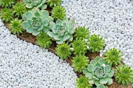 how to plant succulents outside