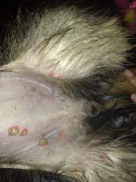 pus blisters on her tummy and hind legs