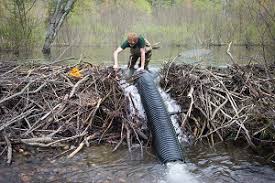 Vt Fish & Wildlife Installing Water Control Devices on Beaver Dams |  Vermont Fish & Wildlife Department