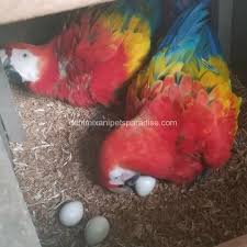 100 macaw eggs for hatching