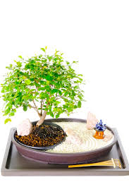 Mini Zen Garden Bonsai Tree Zen