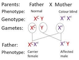 normal vision dominates color blindness