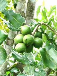 original macadamia nut grafted tree at