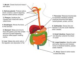 anatomy of organs of the digestive
