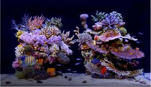 Reef Care Recipes Red Sea