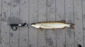Tiger Muskellunge Wikiwand