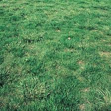 Learn why crabgrass will grow in a lawn and how to prevent crabgrass from germinating in a lawn without using lawn chemicals. Tall Fescue Lawns Ortho