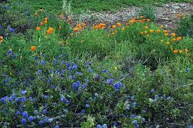 Planting California Native Plants Pat