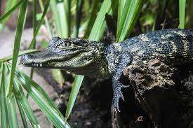 American Alligator | South Carolina Aquarium