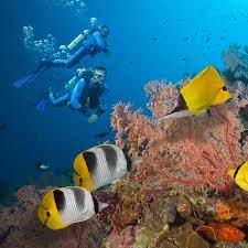 the best scuba diving sites from
