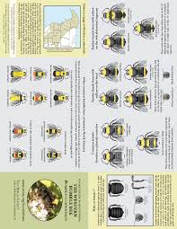 Bee Species Identification Chart Species Of Bumble Bees